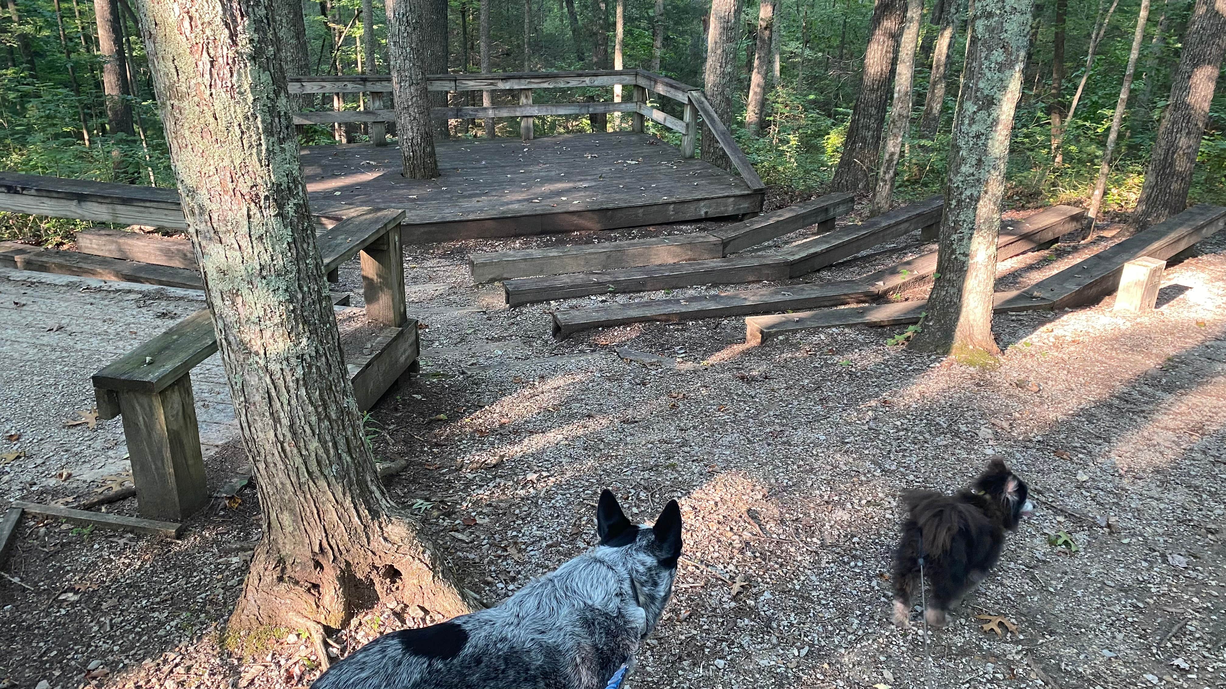 Shelly S.'s photo of camping with pets at Bandy Creek Campground — Big South Fork National River and Recreation Area near Stearns, KY