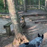 Review photo of Bandy Creek Campground — Big South Fork National River and Recreation Area by Shelly S., September 19, 2022