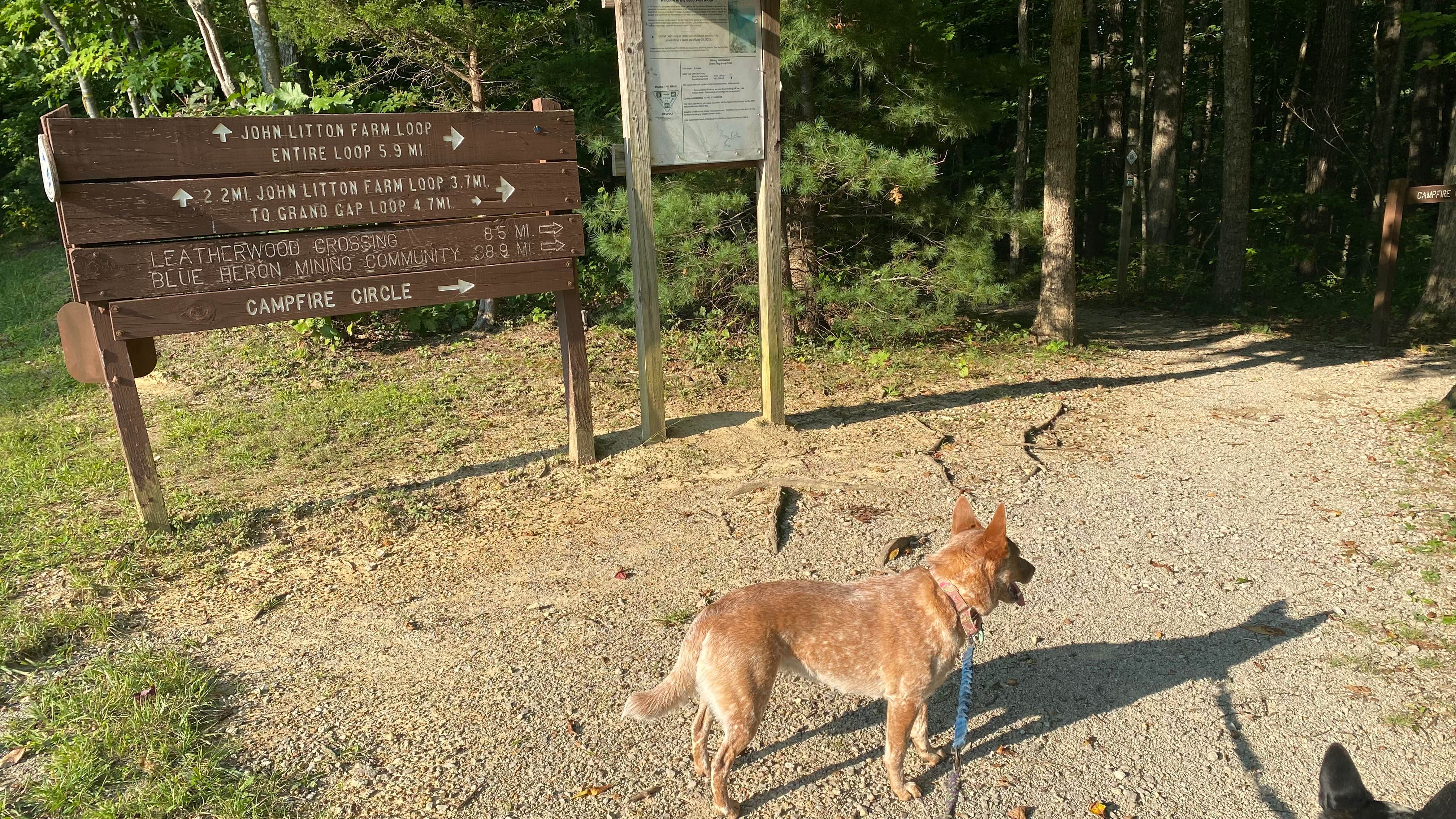 Shelly S.'s photo of camping with pets at Bandy Creek Campground — Big South Fork National River and Recreation Area near Byrdstown, TN