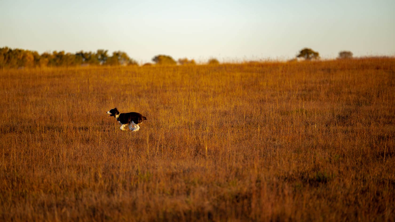 Tom M.'s photo of camping with pets at Hayland Farm's Horse Shoe Campground near Ellinwood, KS