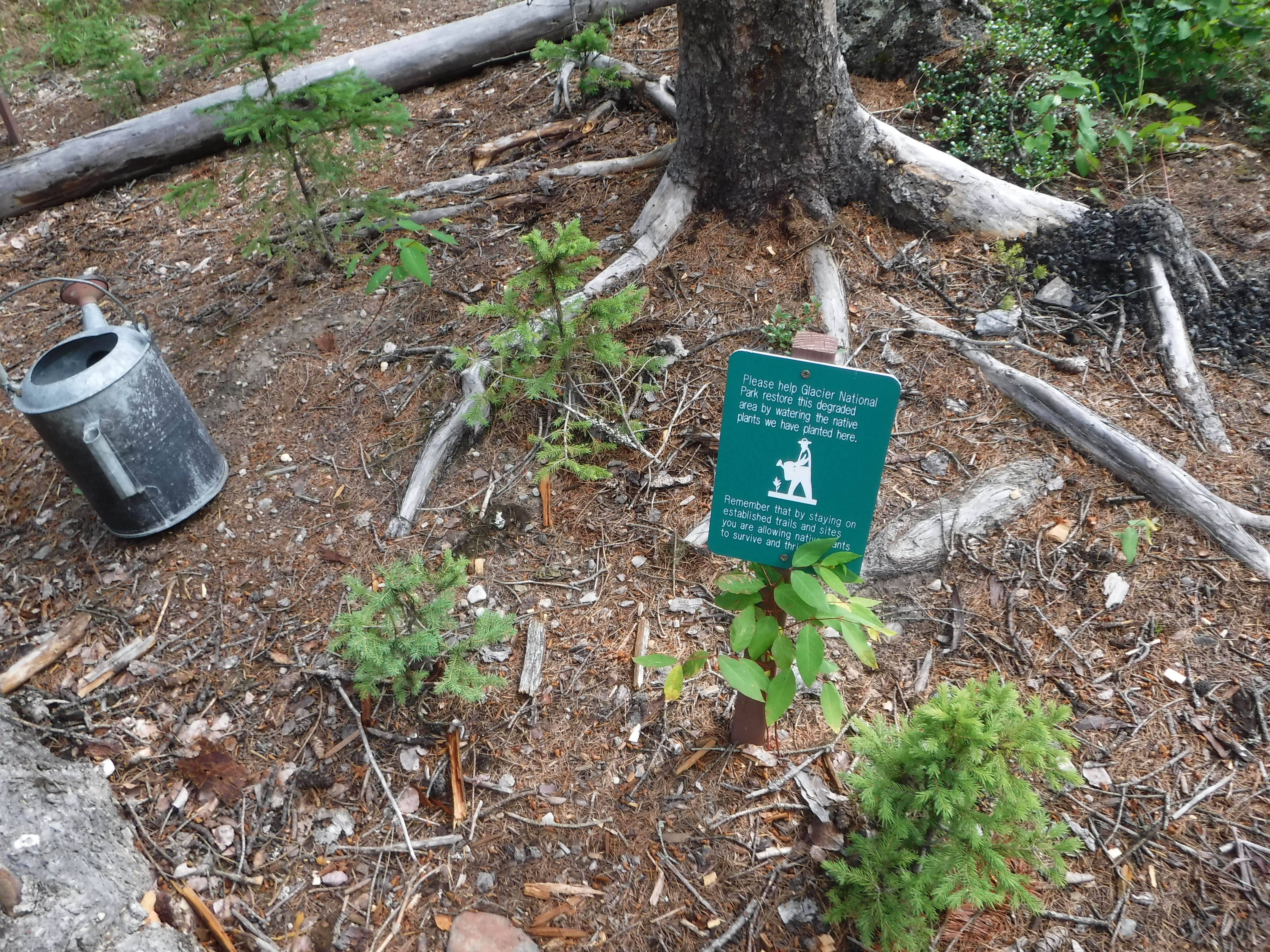 Camper-submitted photo at Logging Creek Campground — Glacier National Park near Glacier National Park