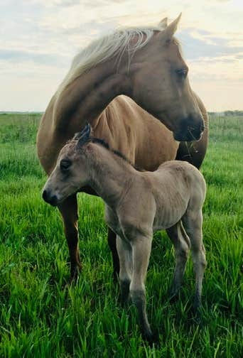 Tom M.'s photo of camping with a horse at Hayland Farm's Horse Shoe Campground near Ellinwood, KS