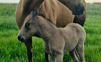 Tom M.'s photo of camping with a horse at Hayland Farm's Horse Shoe Campground near Wilson Lake