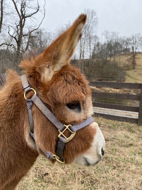 Catherine T.'s photo of camping with pets at Smoky Mountain Mangalitsa Farm near Maggie Valley, NC