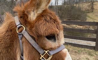 Catherine T.'s photo of camping with pets at Smoky Mountain Mangalitsa Farm near Lake Junaluska, NC