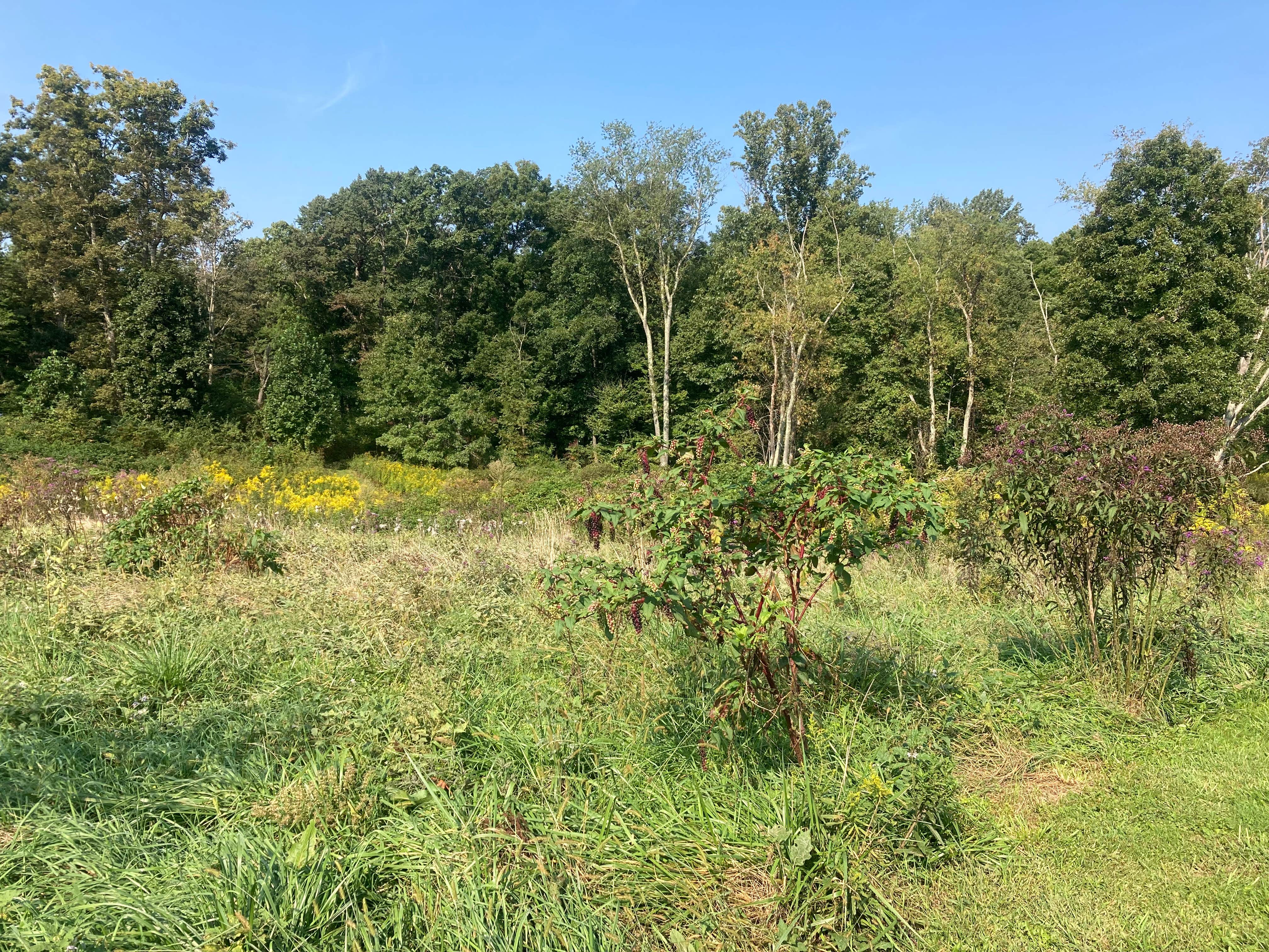 Camper-submitted photo at Arrowhead Bike Farm near Danese, WV