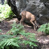 Review photo of Sentinel Campground — Kings Canyon National Park by Bryan R., September 2, 2018