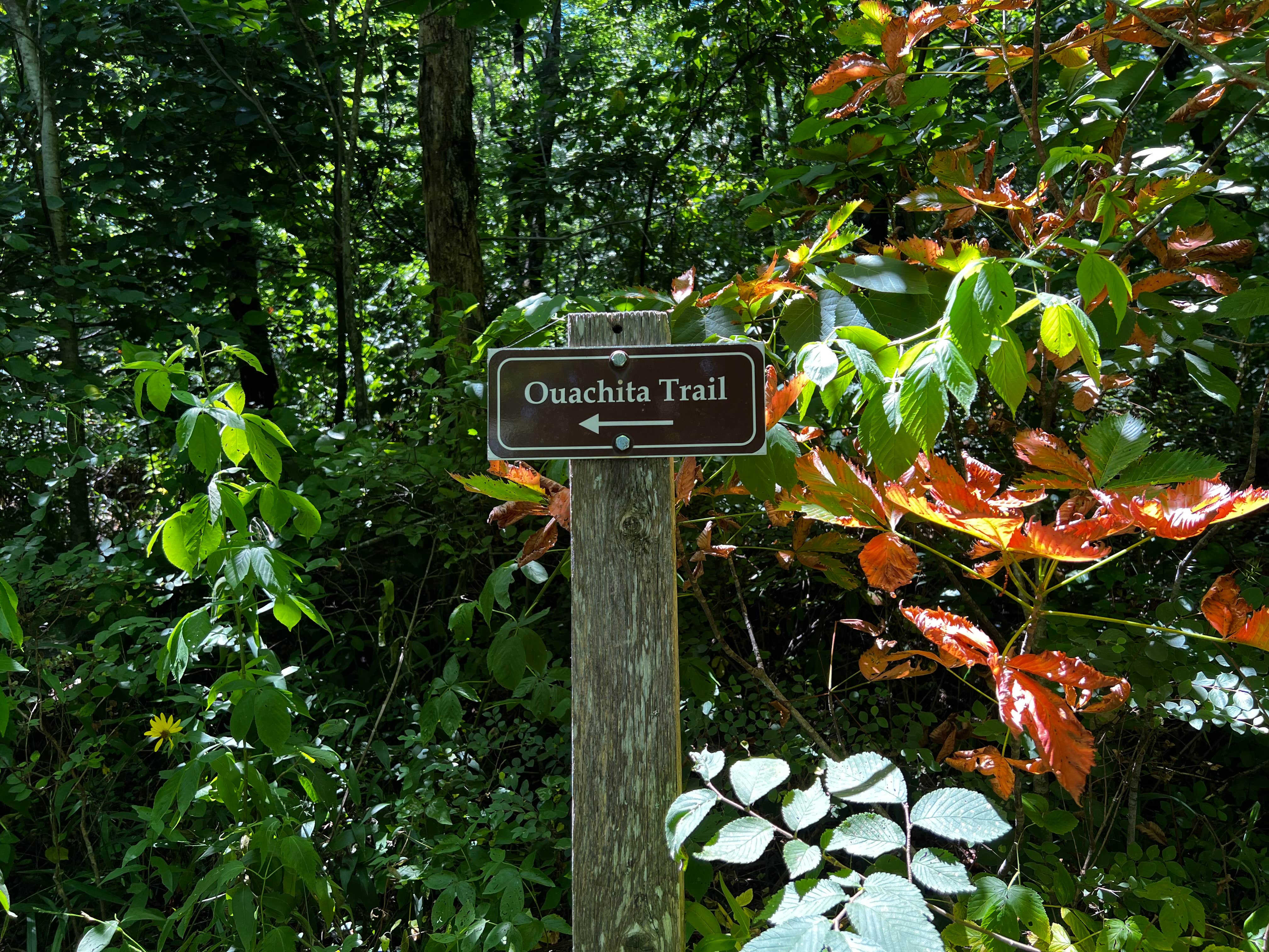 Camping near Mena Arkansas: Talimena Scenic Drive, Big Cedar, Oklahoma