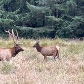 Review photo of Elk Prairie Campground — Prairie Creek Redwoods State Park by Eric G., September 20, 2022