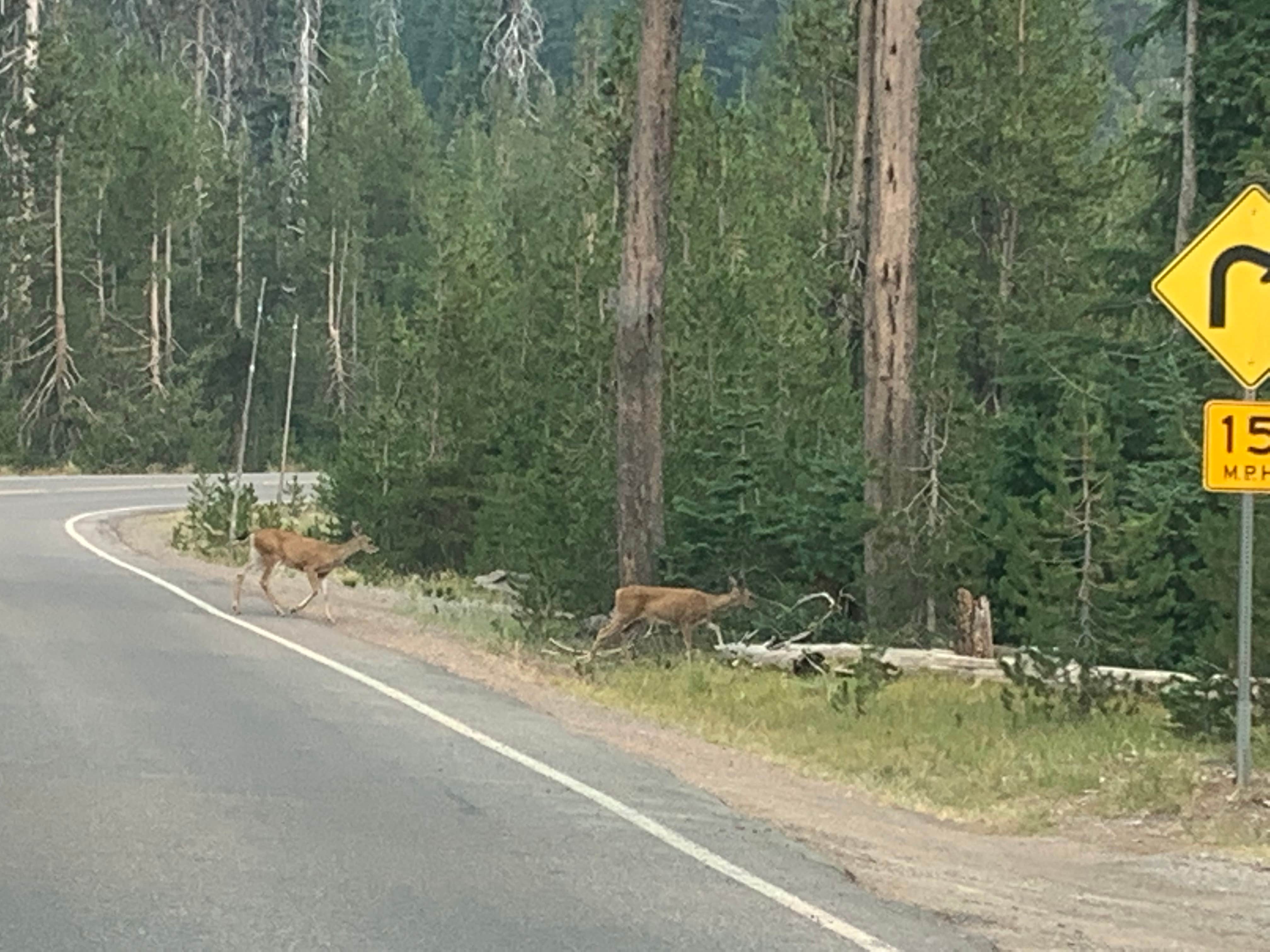 Eric G.'s photo of camping with pets at Thousand Springs Sno-Park near Crater Lake National Park