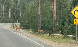 Eric G.'s photo of camping with pets at Thousand Springs Sno-Park near Prospect, OR