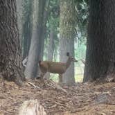 Review photo of Thousand Springs Sno-Park by Eric G., September 20, 2022