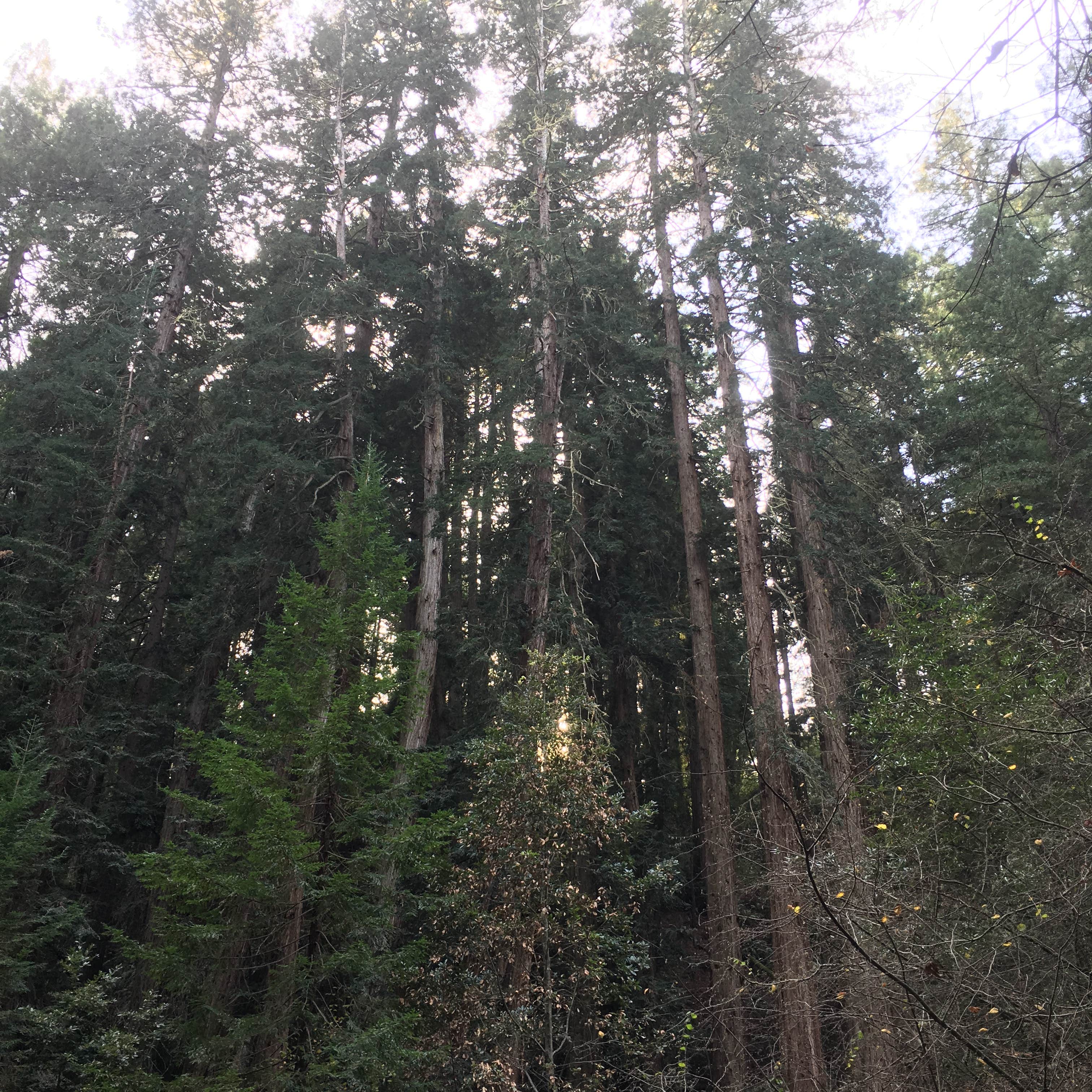 Camper-submitted photo at Reinhardt Redwood Regional Park near Alamo, CA