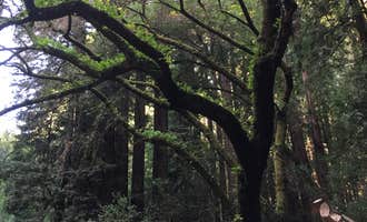 Camping near Las Trampas Regional Wilderness: Redwood Regional Park, Piedmont, California