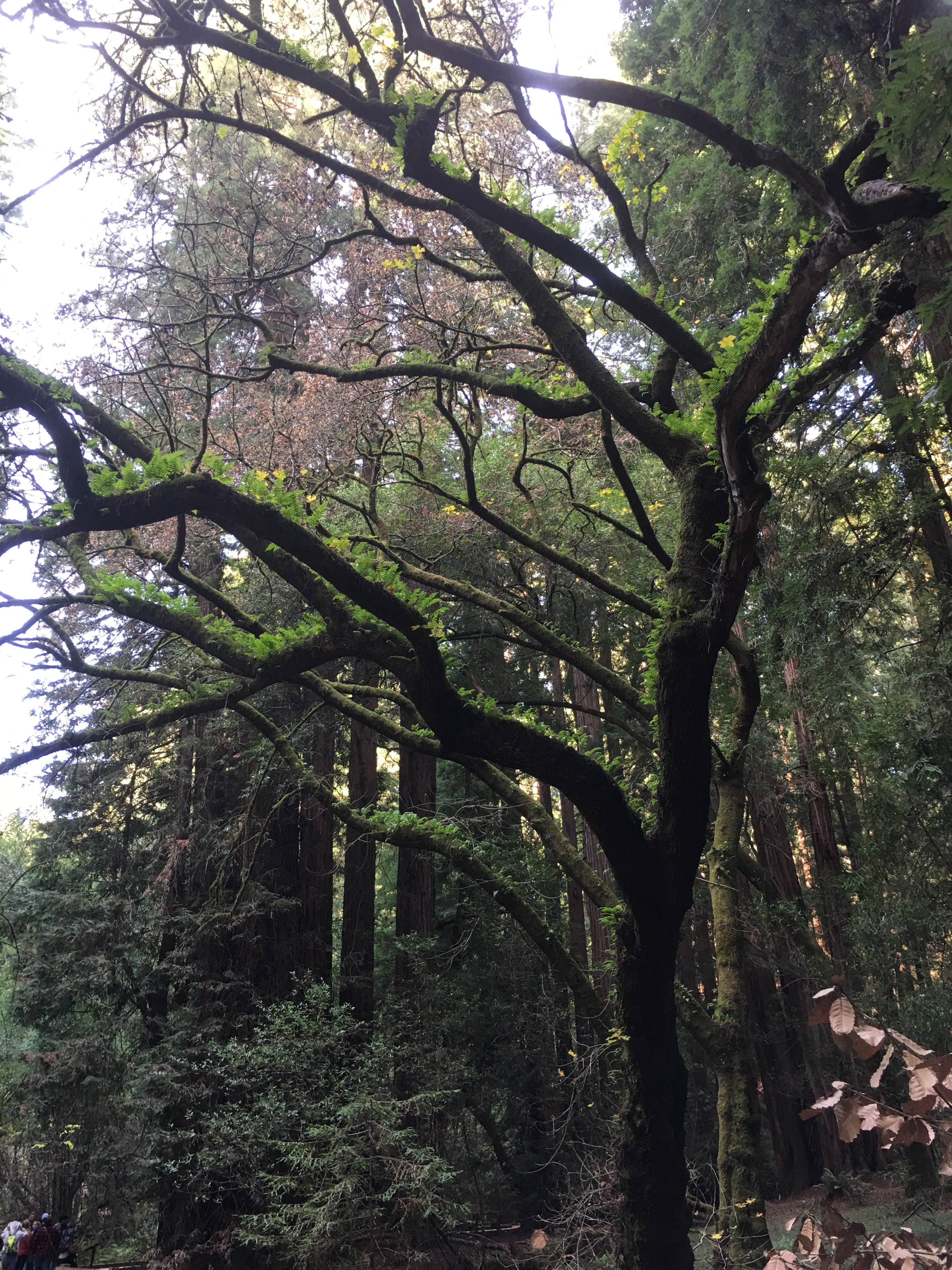 Camper submitted image from Redwood Regional Park - 1