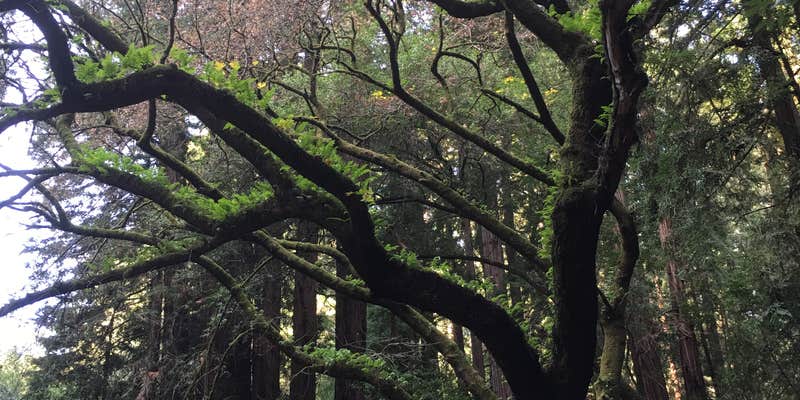 Camper submitted image from Reinhardt Redwood Regional Park