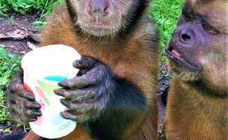 Ashley F.'s photo of camping with pets at MONKEY STOP - CLOSED near Lake Butler, FL