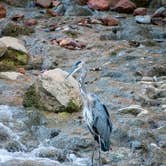 Review photo of Zion Canyon Campground by Justin , September 21, 2022