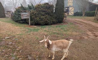 Brittany A.'s photo of camping with pets at Rambling Rosa Farm near Sunset, SC