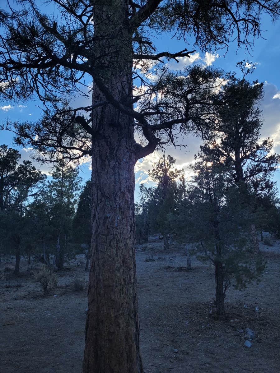 Camper-submitted photo at Dispersed Camping - Mormon Well Road/Desert Pass near Alamo, NV