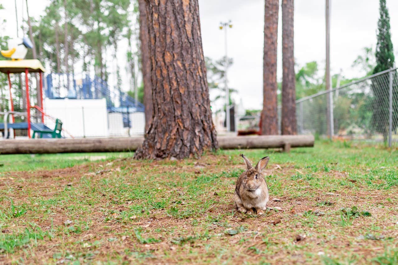 Camper-submitted photo at Jacksonville North-St. Marys KOA near Brunswick, GA