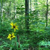 Review photo of Kumbrabow State Forest by Emily B., September 2, 2018