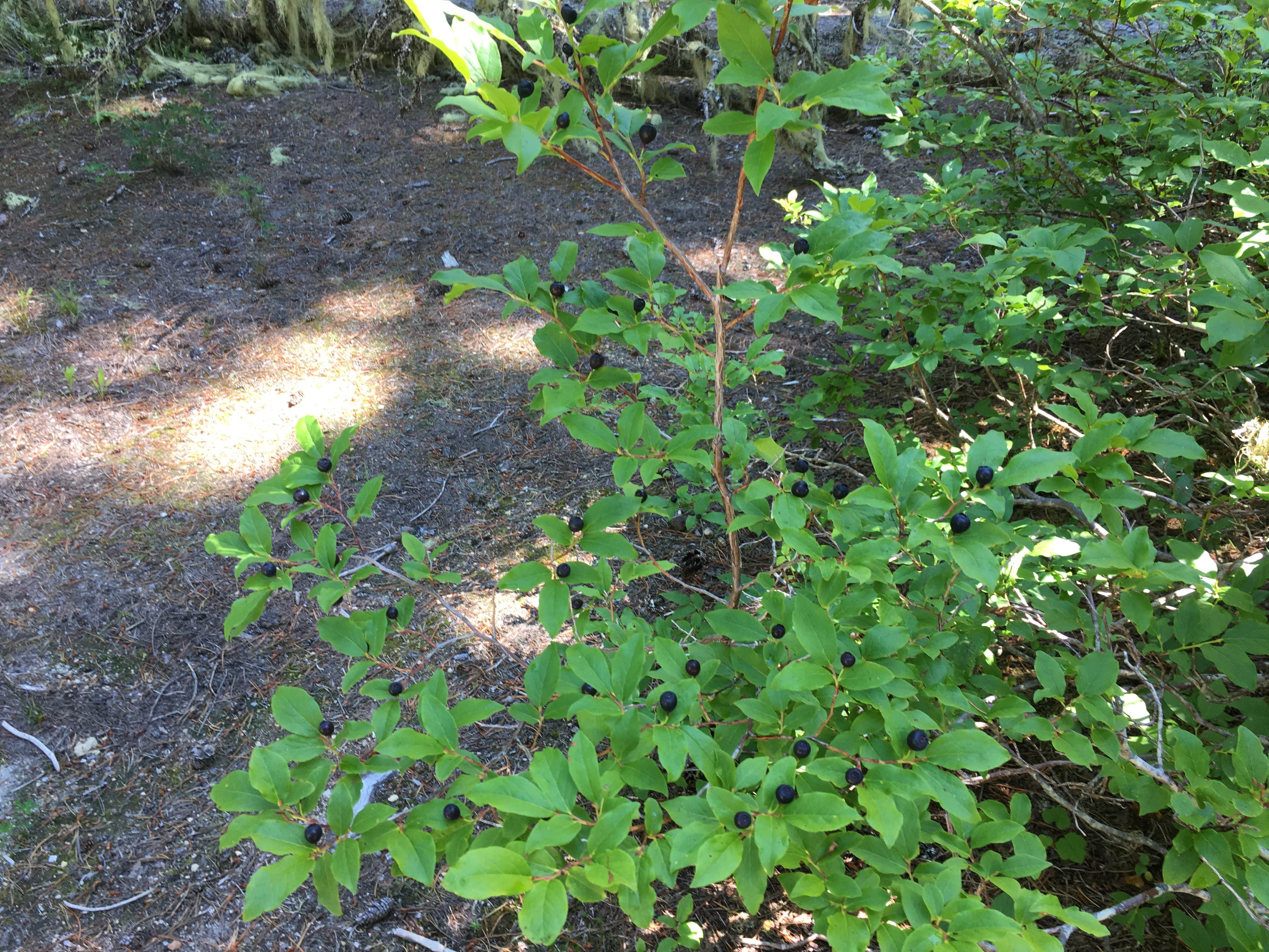 Camper-submitted photo at Tillicum Campground near Mosier, OR