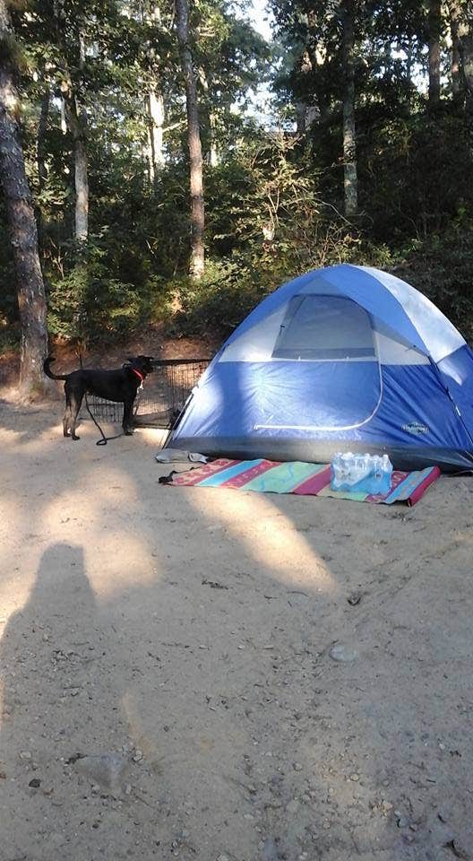 Camper submitted image from Sweetwater Forest - 4