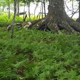 Review photo of Presque Isle - Porcupine Mountains State Park by Liz M., September 2, 2018