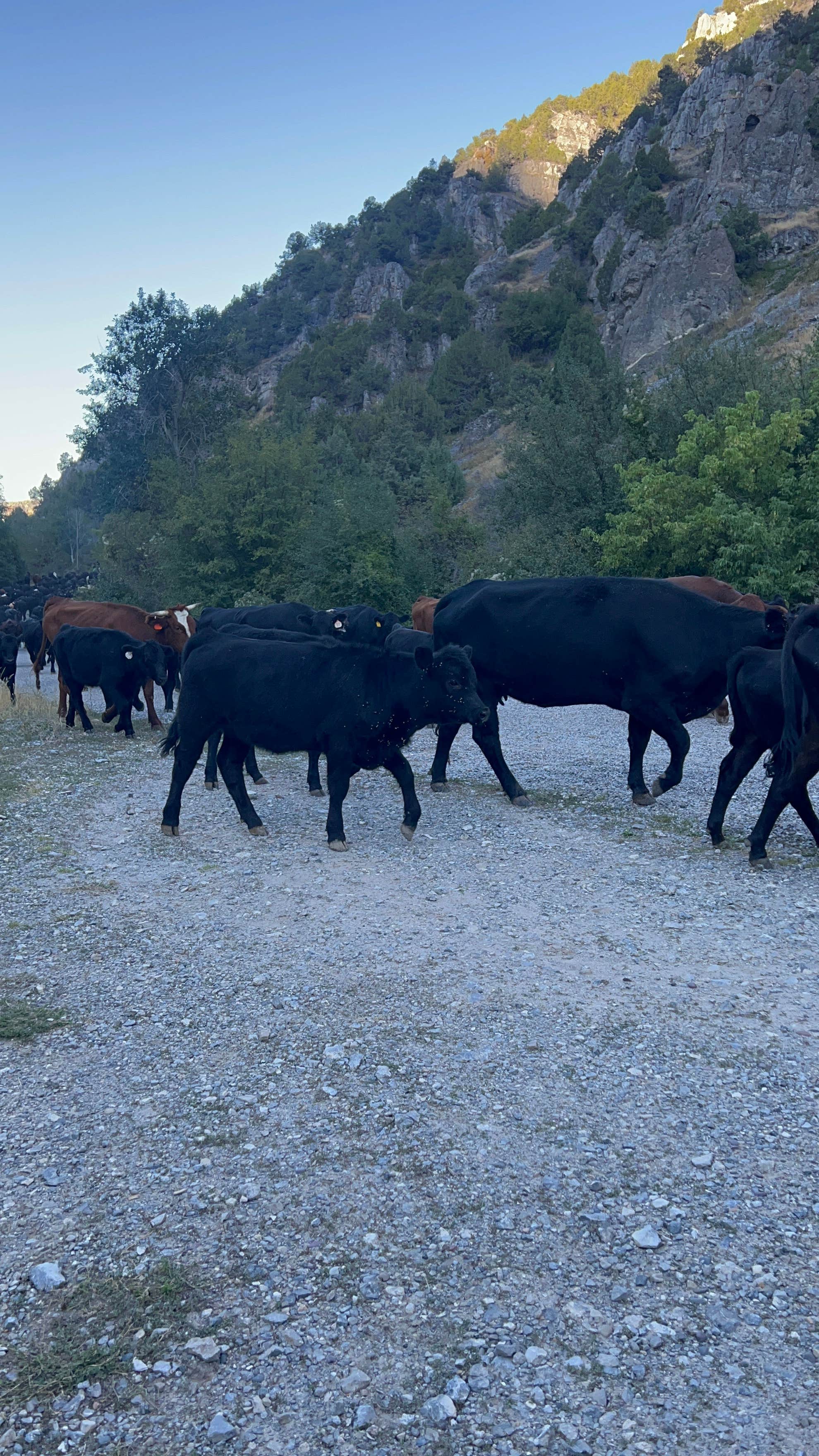 Camper-submitted photo at Wolverine Canyon near Bancroft, ID