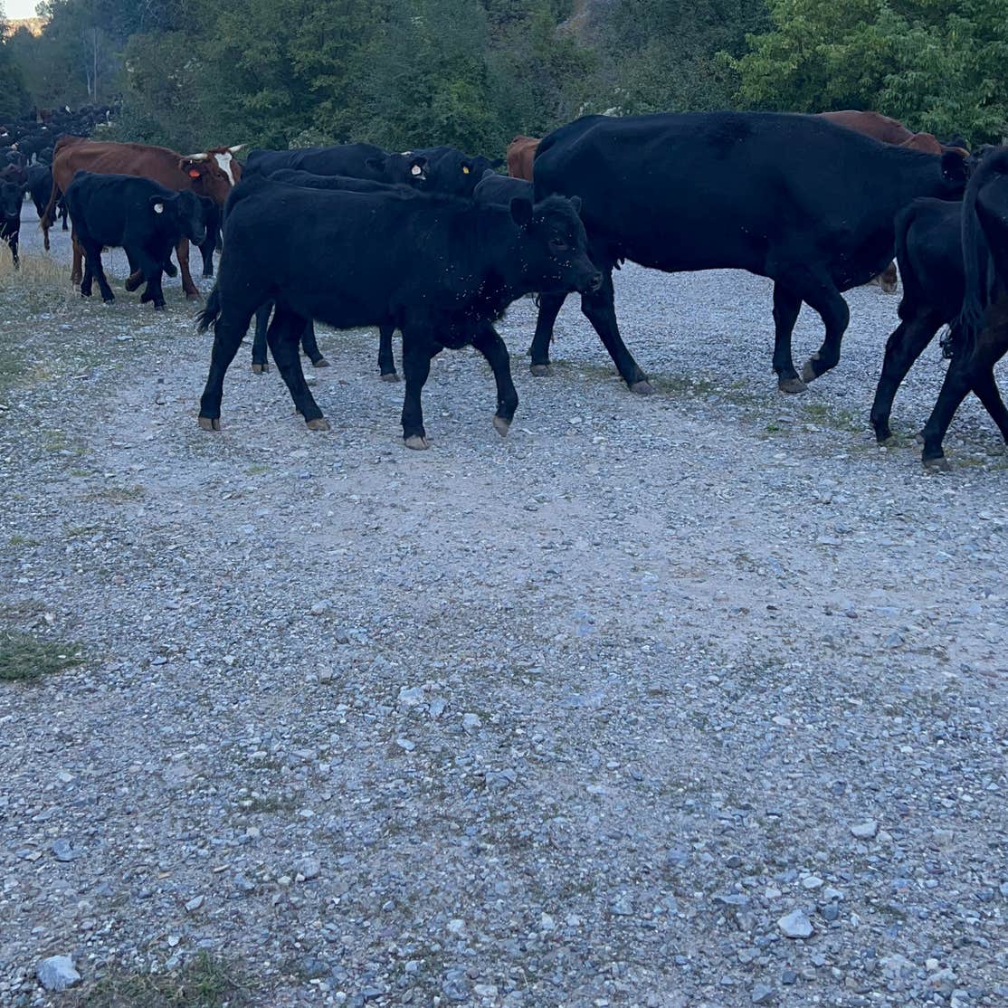 Wolverine Canyon Camping Firth, ID