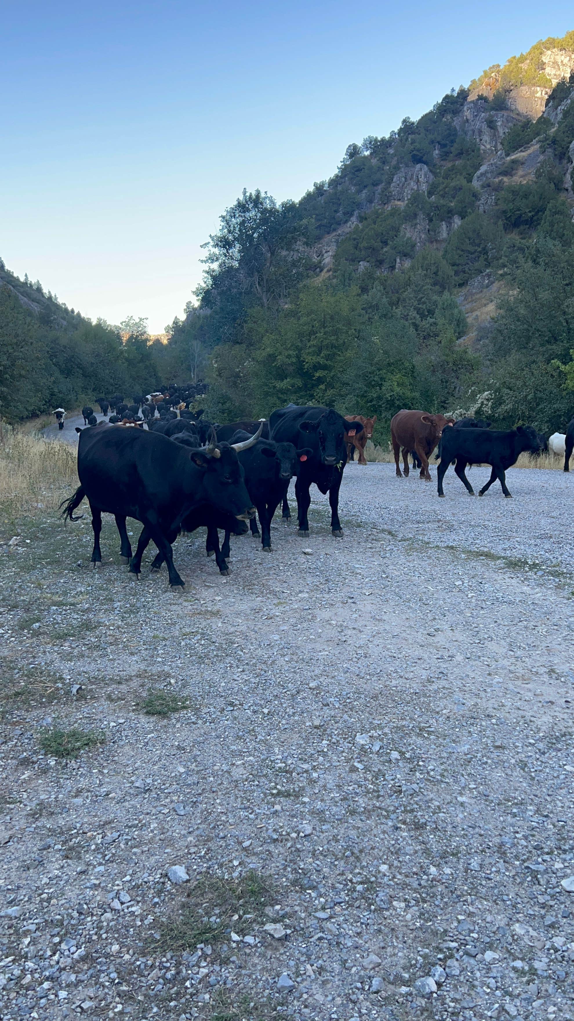 Camper-submitted photo at Wolverine Canyon near Bancroft, ID