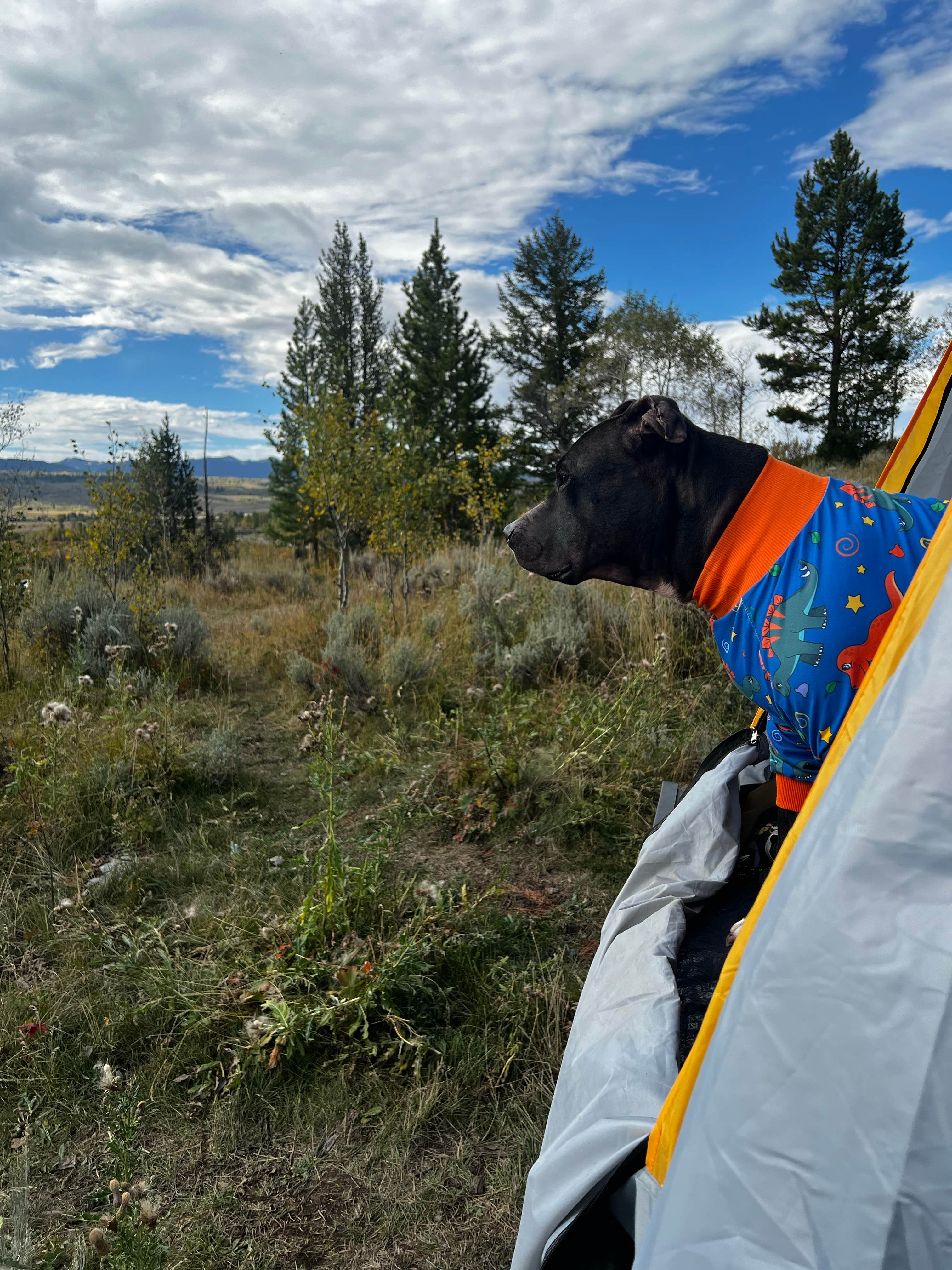 Jacquelyn H.'s photo of tent camping at Buffalo Valley Designated Dispersed Camping near Kelly, WY