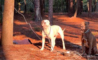 HeZ 🧜.'s photo of camping with pets at Cedar Pond Campground near Elgin, SC