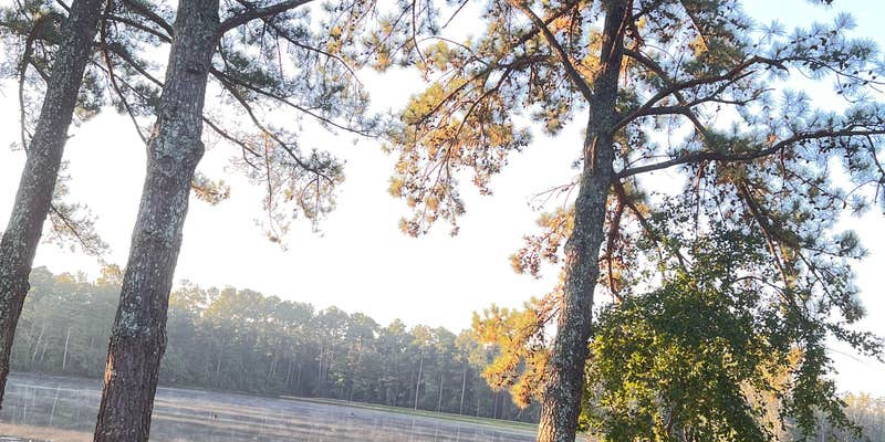 Camper submitted image from Cedar Pond Campground