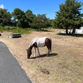 Review photo of Bayside Assateague Campground — Assateague Island National Seashore by Christina V., September 23, 2022