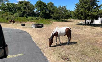 Christina V.'s photo of camping with a horse at Bayside Assateague Campground — Assateague Island National Seashore in Maryland