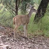 Review photo of Bog Springs Campground by Name , September 23, 2022