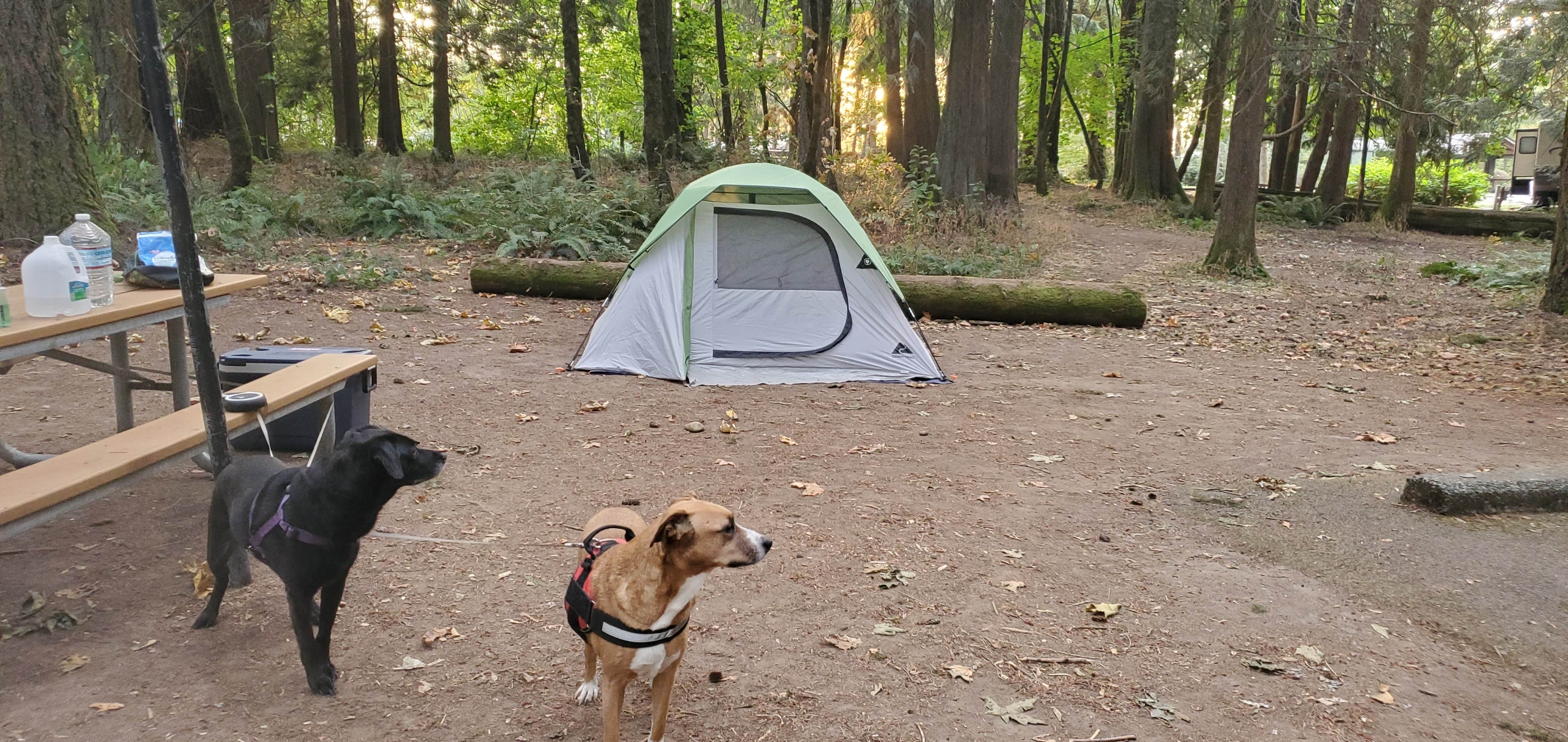 Heather's photo of camping with pets at Paradise Point State Park Campground near Portland, OR