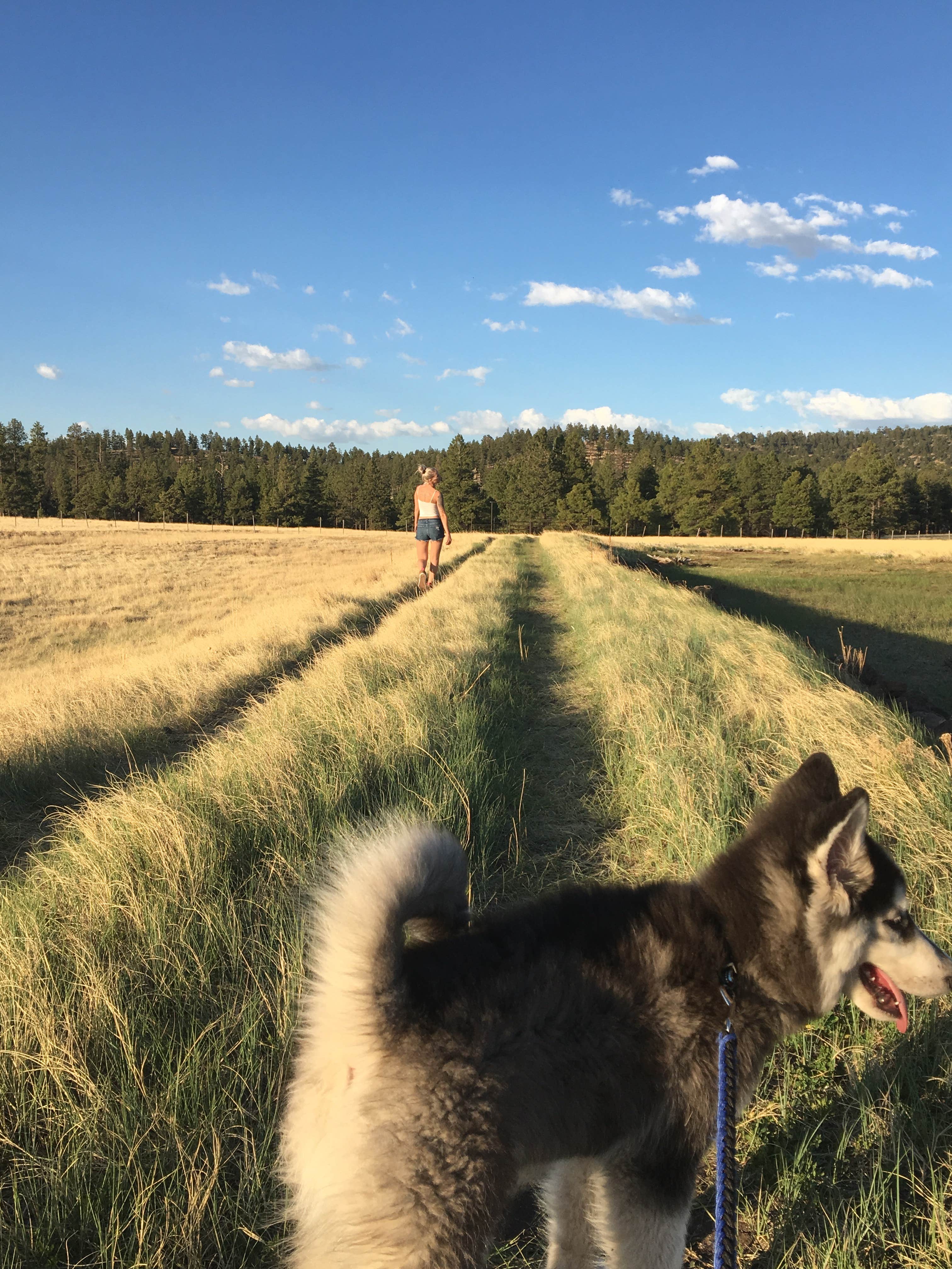 Camper-submitted photo at Benny Creek Campground near Eagar, AZ