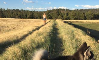 Jacob W.'s photo of camping with pets at Benny Creek Campground near Alpine, AZ