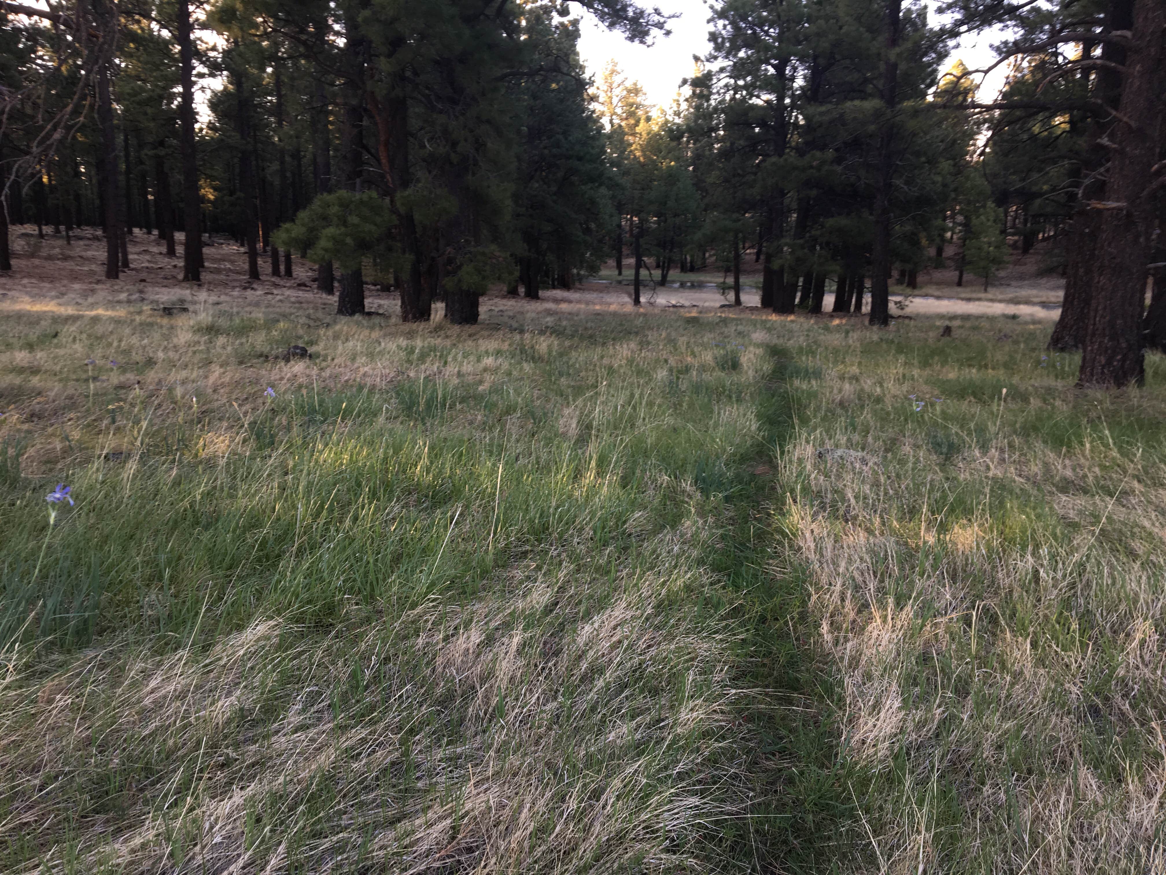 Camper-submitted photo at Benny Creek Campground near Eagar, AZ