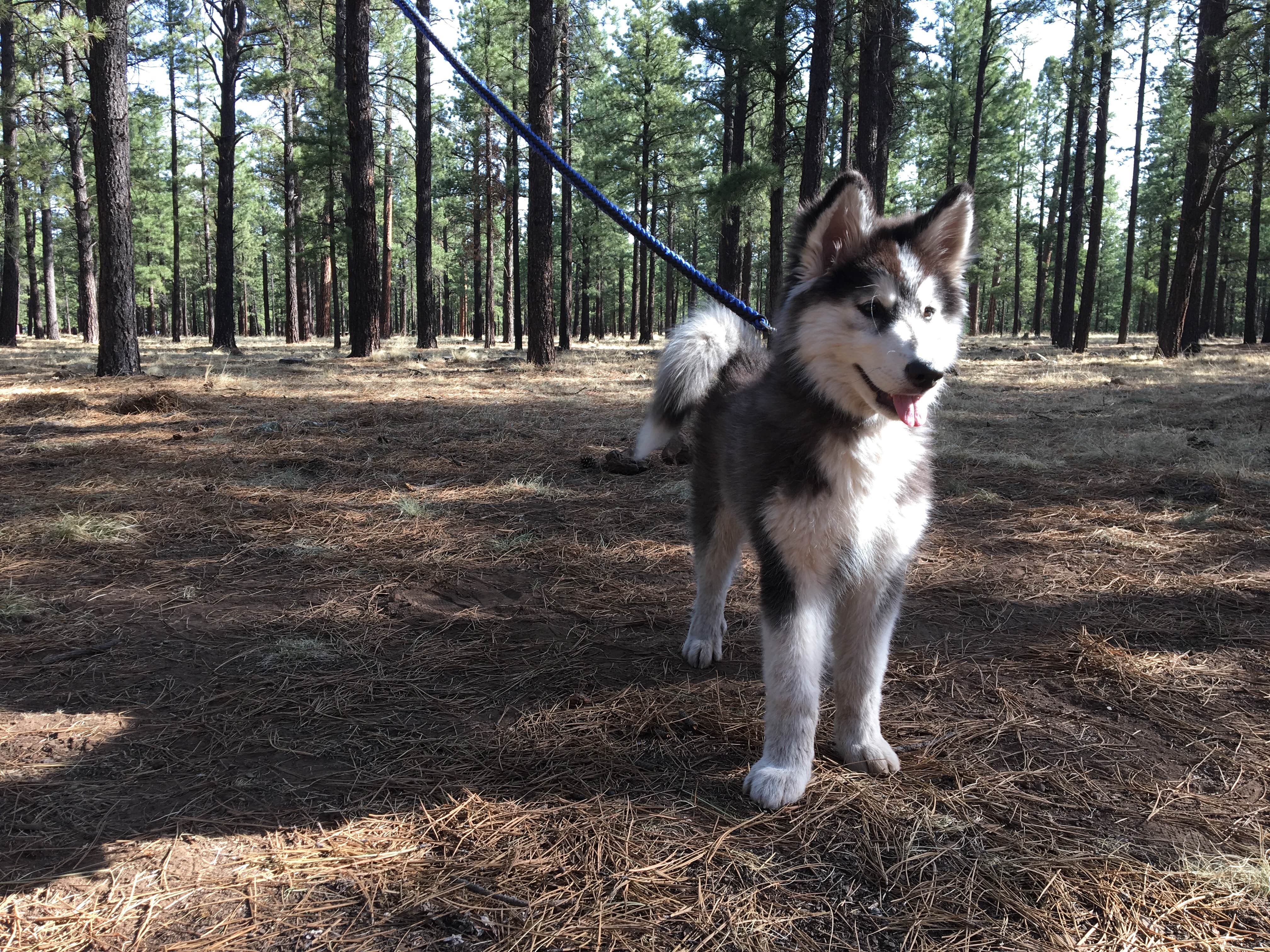 Camper submitted image from Benny Creek Campground - 3