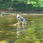 The river was cold, and Loki tried perching on a rock!