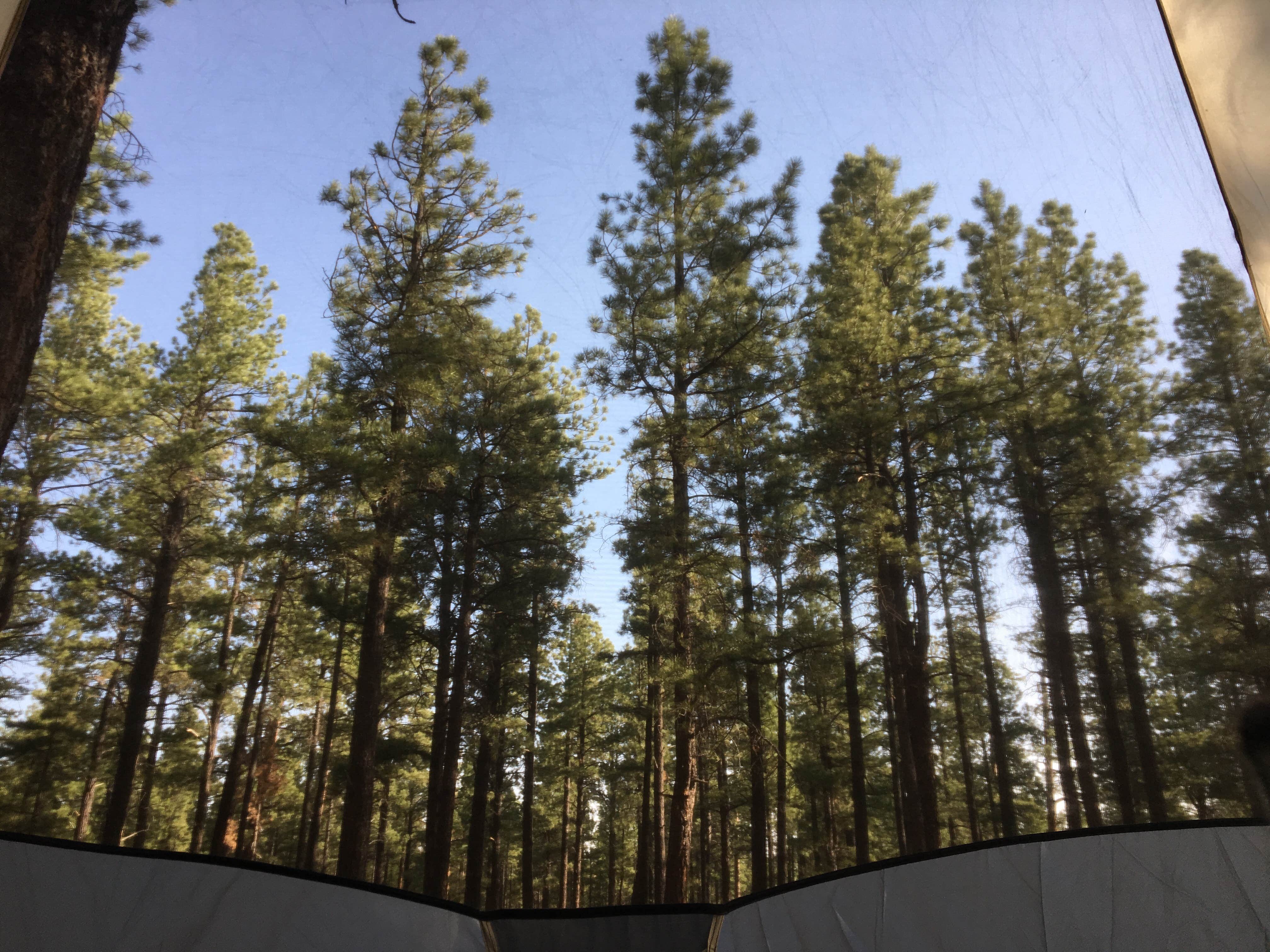 Camper submitted image from Benny Creek Campground - 1