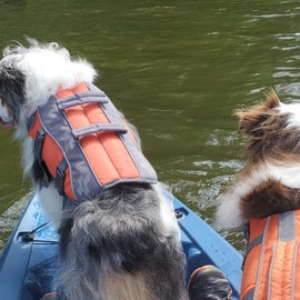 Yes, I fit 3 dogs on the kayak