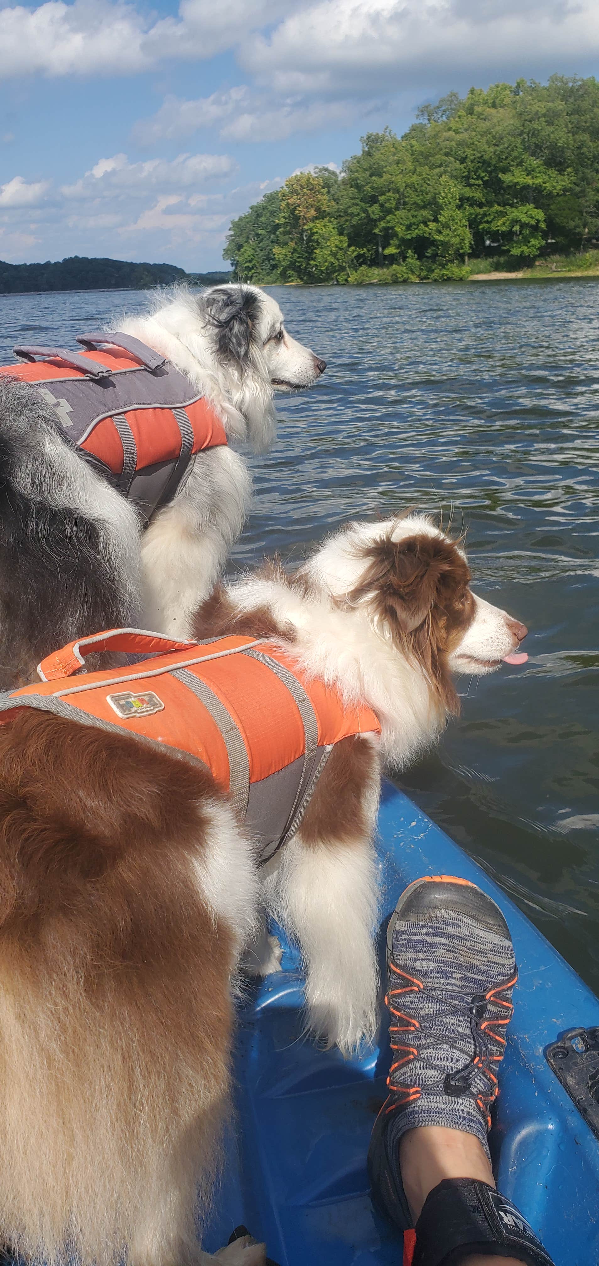 Staci R.'s photo of camping with pets at Energy Lake Campground near Hopkinsville, KY