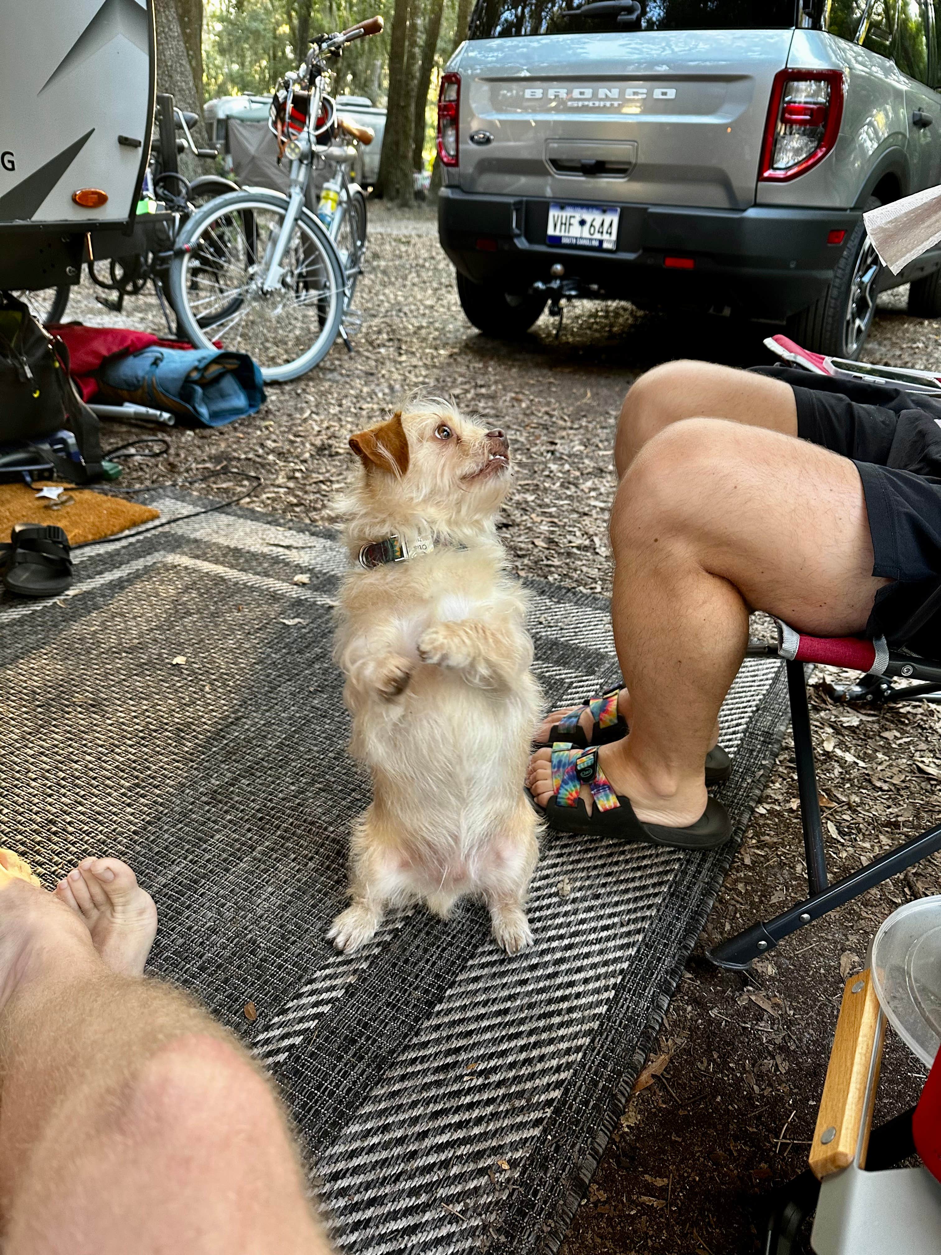Jasper S.'s photo of camping with pets at Jekyll Island Campground near Brunswick, GA