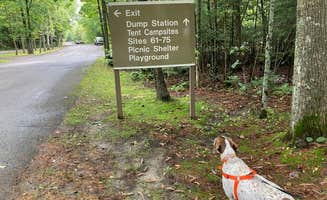 MickandKarla W.'s photo of camping with pets at COE Leech Lake Reservoir Leech Lake Recreation Area near Walker, MN