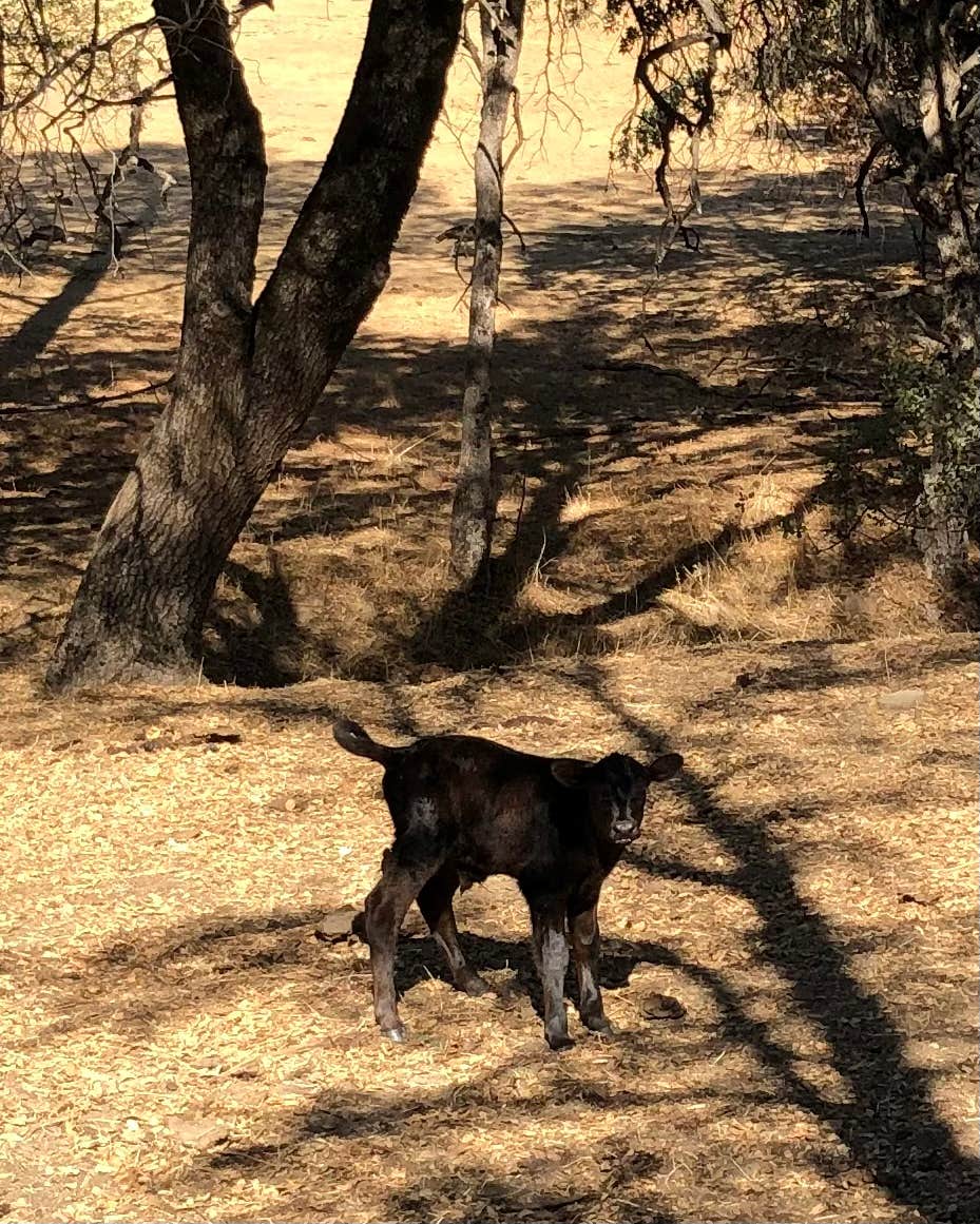 Camper-submitted photo at Diamond Gulch near Cedar Ridge, CA